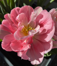 Screenshot 2026-04-14 at 17.15.45.png