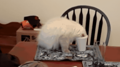 funny-gif-cat-cup-fail.gif